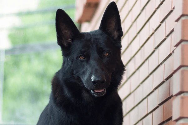 Trusted Pet Shop Greater Noida West